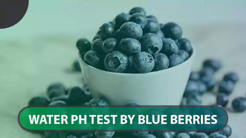 water ph test by blue berries
