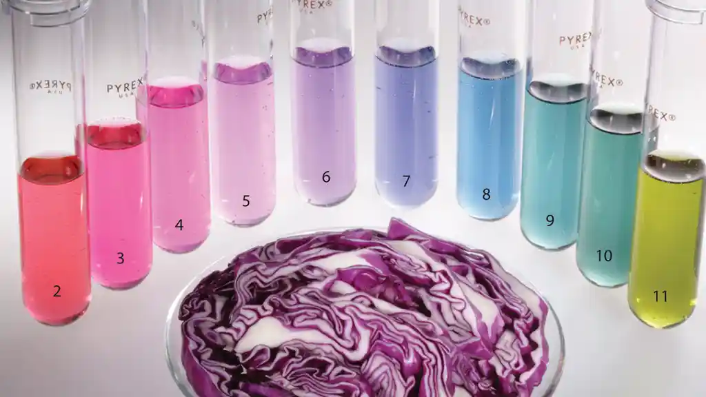 Test The pH of Water Using Red Cabbage
